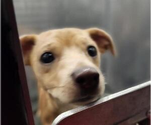 Chihuahua Dogs for adoption in San Antonio, TX, USA