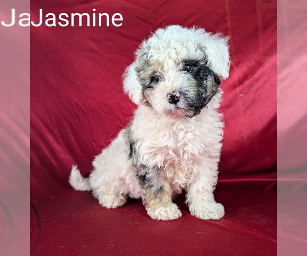 Medium Photo #5 Bernedoodle (Miniature) Puppy For Sale in CANON CITY, CO, USA