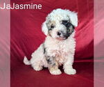 Puppy Jasmine Bernedoodle (Miniature)