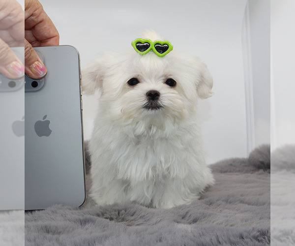 Medium Photo #2 Maltese Puppy For Sale in LOS ANGELES, CA, USA