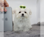 Small #1 Maltese