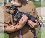 Small #2 Chiweenie