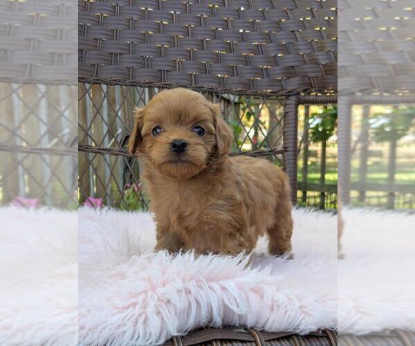 Medium Photo #8 Cock-A-Poo-Poodle (Miniature) Mix Puppy For Sale in SALEM, MO, USA
