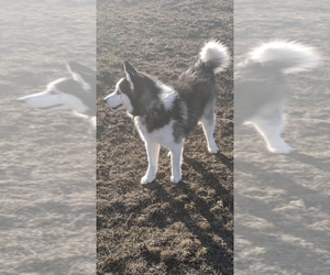 Siberian Husky Puppy for sale in GARWOOD, ID, USA