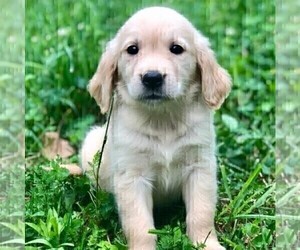 Golden Retriever Puppy for sale in DRY RUN, PA, USA