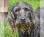 Small #4 English Setter Mix