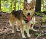 Small Photo #1 German Shepherd Dog-Siberian Husky Mix Puppy For Sale in MANTUA, OH, USA