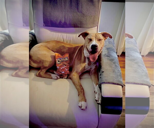 Medium Photo #3 American Pit Bull Terrier-Catahoula Leopard Dog Mix Puppy For Sale in St. Louis Park, MN, USA