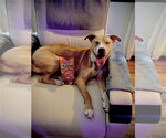 Small #2 American Pit Bull Terrier-Catahoula Leopard Dog Mix