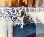 Small Photo #1 Olde English Bulldogge Puppy For Sale in INDIANAPOLIS, IN, USA
