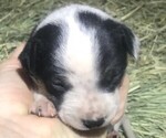 Small Photo #3 Australian Cattle Dog Puppy For Sale in GRANTS PASS, OR, USA