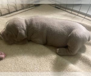Olde English Bulldogge Puppy for Sale in NEW HAVEN, Connecticut USA