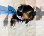 Small Photo #2 Yorkshire Terrier Puppy For Sale in FRESNO, CA, USA