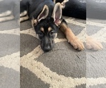 Small Photo #1 German Shepherd Dog Puppy For Sale in WEST MIFFLIN, PA, USA