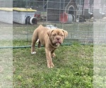 Small #8 Olde English Bulldogge