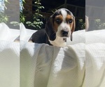Small #1 Beagle