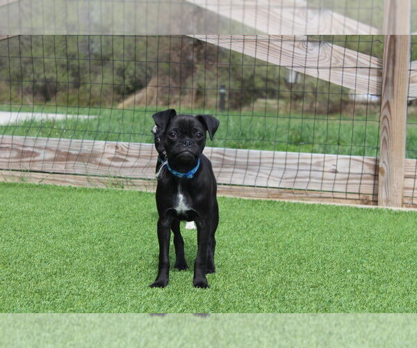 Medium Photo #3 Chug Puppy For Sale in Chestertown, MD, USA