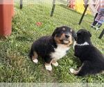 Small #8 Australian Shepherd