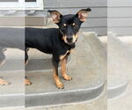 Small Australian Kelpie-Dachshund Mix