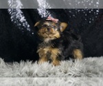 Small #4 Yorkshire Terrier