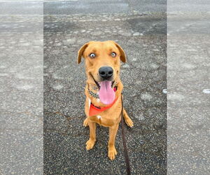 Labrador Retriever-Unknown Mix Dogs for adoption in San Diego, CA, USA