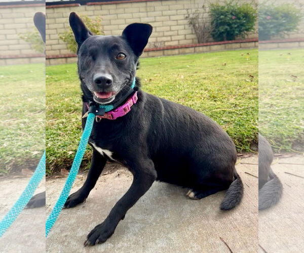 Medium Photo #3 Rat Terrier-Unknown Mix Puppy For Sale in Newport Beach, CA, USA