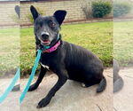 Small #2 Rat Terrier Mix