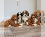 Small #1 Cavapoo