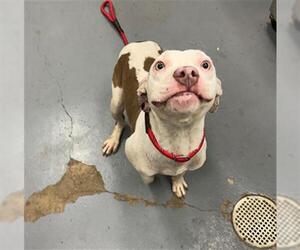 American Pit Bull Terrier Dogs for adoption in Peoria, IL, USA