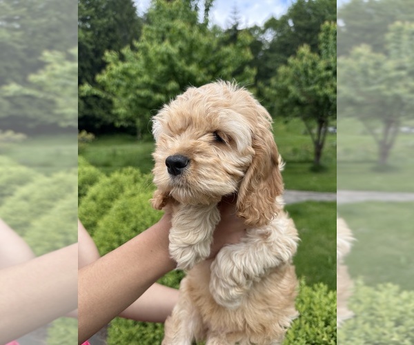 Medium Photo #12 Cockapoo (Miniature) Puppy For Sale in BUCKLEY, WA, USA