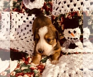 Dorgi Puppy for sale in HURST, IL, USA