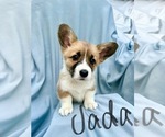 Puppy Jada Pembroke Welsh Corgi