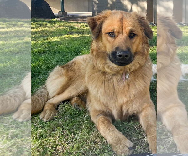 Medium Photo #3 Siberian Husky-Unknown Mix Puppy For Sale in Corona, CA, USA