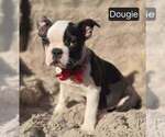 Small #3 Boston Terrier