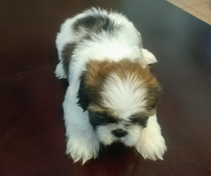 Medium Photo #1 Shih Tzu Puppy For Sale in EL PASO, TX, USA