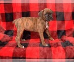 Small Photo #15 Boxer Puppy For Sale in CHILHOWEE, MO, USA