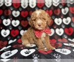 Small #6 Poodle (Miniature)