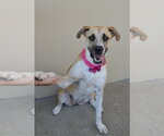 Small #1 Labrador Retriever Mix