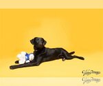 Small Photo #1 Labrador Retriever-Unknown Mix Puppy For Sale in Tampa, FL, USA