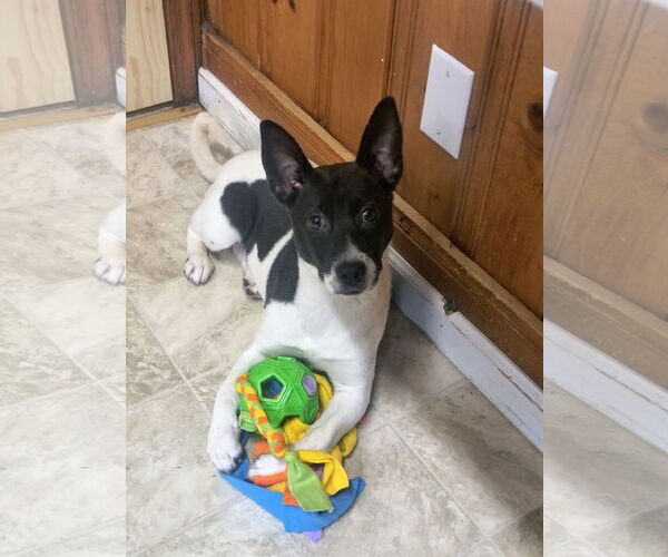 Medium Photo #3 Feist Terrier-Unknown Mix Puppy For Sale in Raleigh, NC, USA