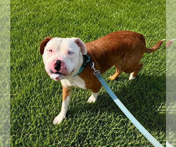 Medium Photo #2 American Staffordshire Terrier-Unknown Mix Puppy For Sale in Ocala, FL, USA