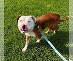 Small #1 American Staffordshire Terrier Mix
