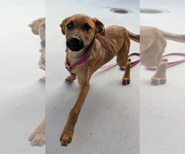Medium Photo #2 Mutt Puppy For Sale in Salinas, CA, USA