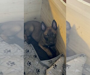 Belgian Malinois Puppy for sale in EAGLE, WI, USA