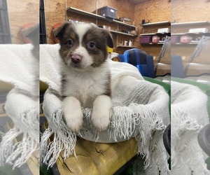 Australian Shepherd Puppy for sale in MOULTON, AL, USA