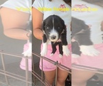 Small Photo #35 English Shepherd Puppy For Sale in NEW CASTLE, IN, USA