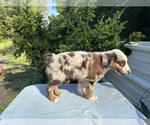 Small #13 Australian Shepherd