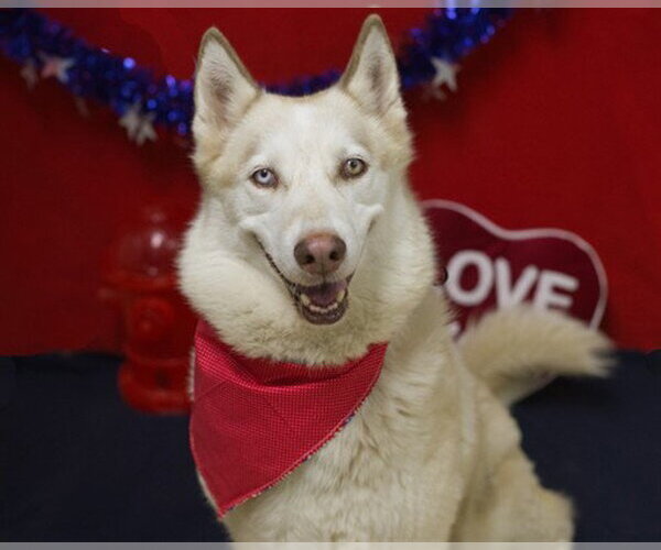 Medium Photo #2 Siberian Husky Puppy For Sale in Placerville, CA, USA