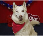 Small #1 Siberian Husky
