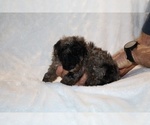 Small #4 ShihPoo
